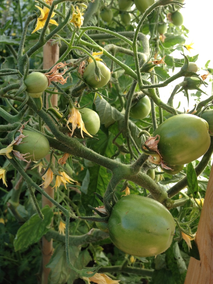 tomat 3